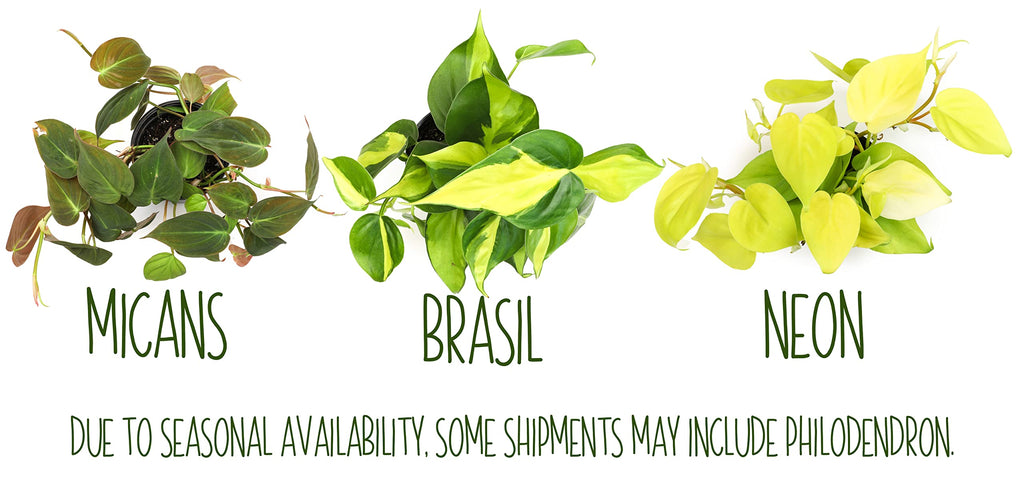 Live Pothos Plants (4PK) Indoor Plants Live Houseplants, Pothos Live Plant House Plants, Money Plant Indoor Pothos Plant Decor, Devils Ivy Trailing Plants Live by Plants for Pets,Black