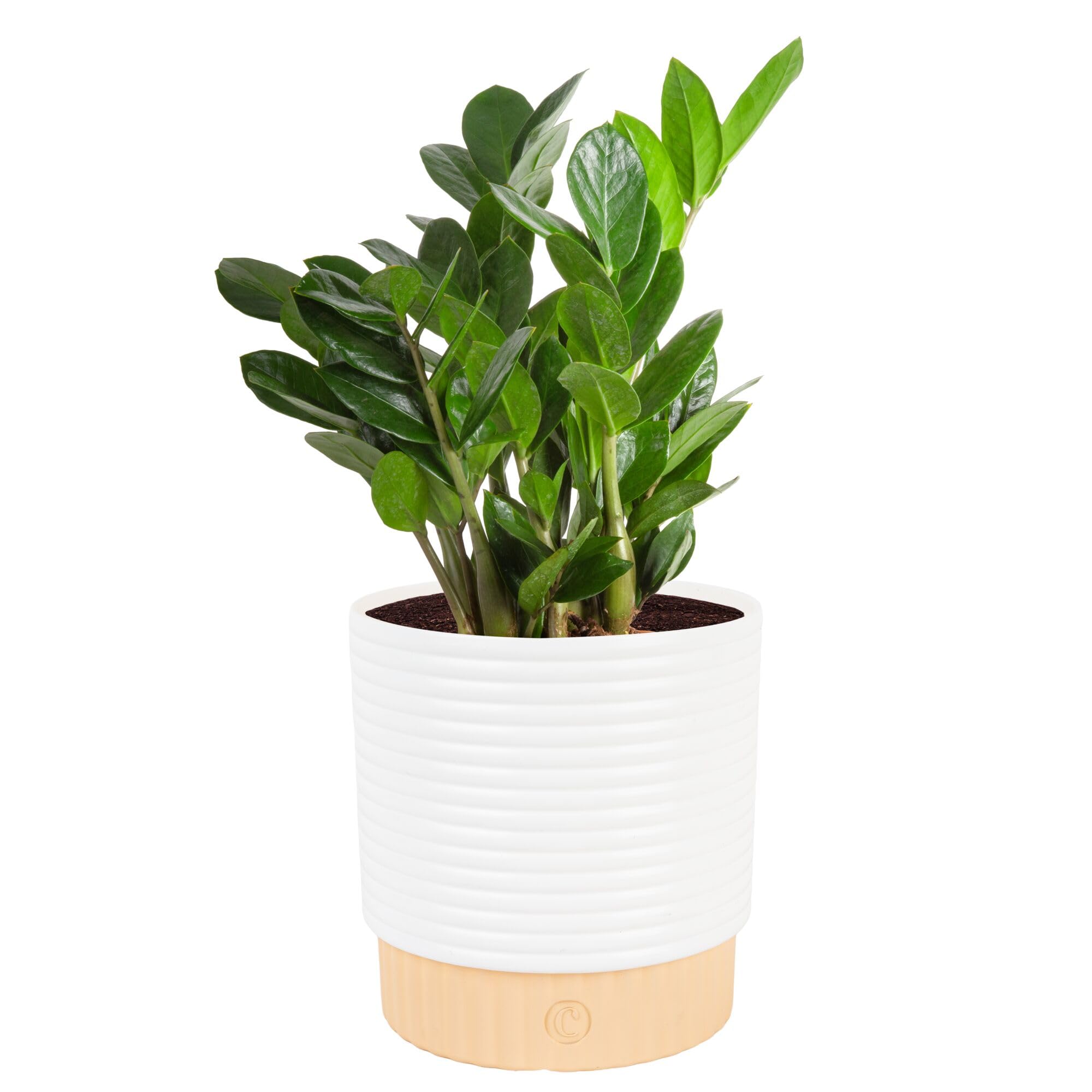 Costa Farms ZZ Live Plant in Decorative Pot, Easy to Maintain, Air Purifying Indoor Houseplant, Perfect for Home, Room, or Office Decor, Great House Warming or Birthday Gift, 12-20 Inches Tall