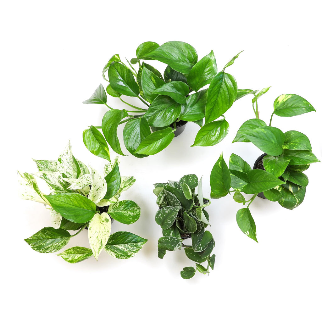 Live Pothos Plants (4PK) Indoor Plants Live Houseplants, Pothos Live Plant House Plants, Money Plant Indoor Pothos Plant Decor, Devils Ivy Trailing Plants Live by Plants for Pets,Black