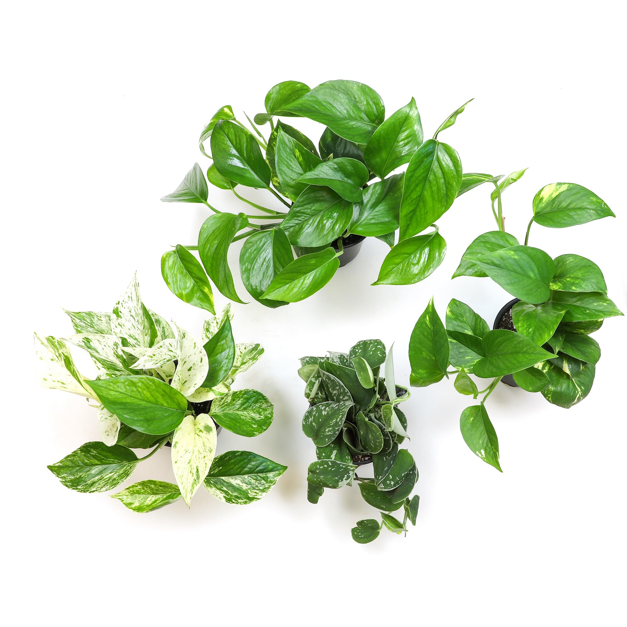 Live Pothos Plants (4PK) Indoor Plants Live Houseplants, Pothos Live Plant House Plants, Money Plant Indoor Pothos Plant Decor, Devils Ivy Trailing Plants Live by Plants for Pets,Black
