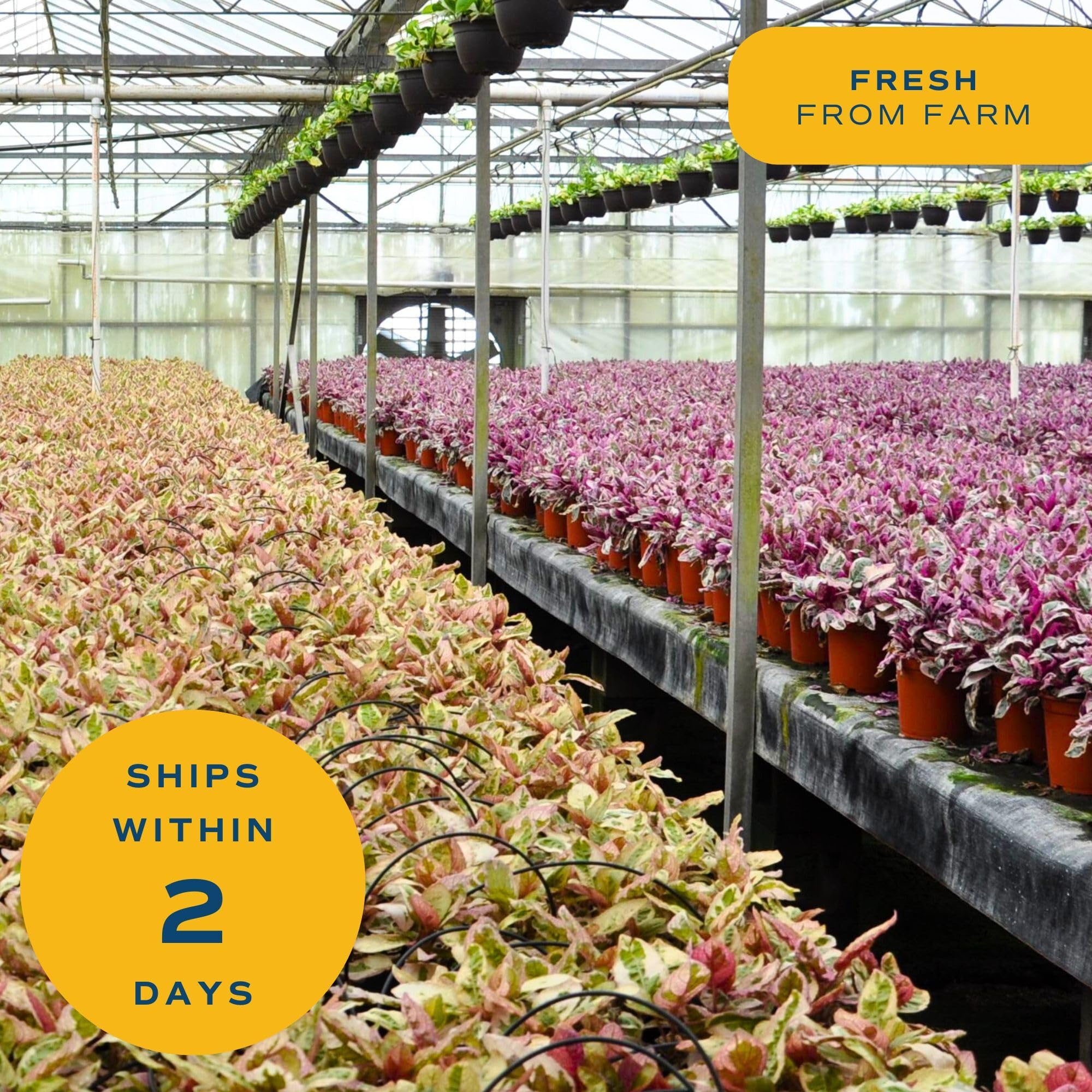 Costa Farms ZZ Live Plant in Decorative Pot, Easy to Maintain, Air Purifying Indoor Houseplant, Perfect for Home, Room, or Office Decor, Great House Warming or Birthday Gift, 12-20 Inches Tall